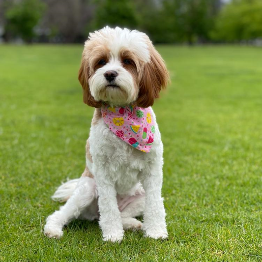 Dog Bandana (Summertime)