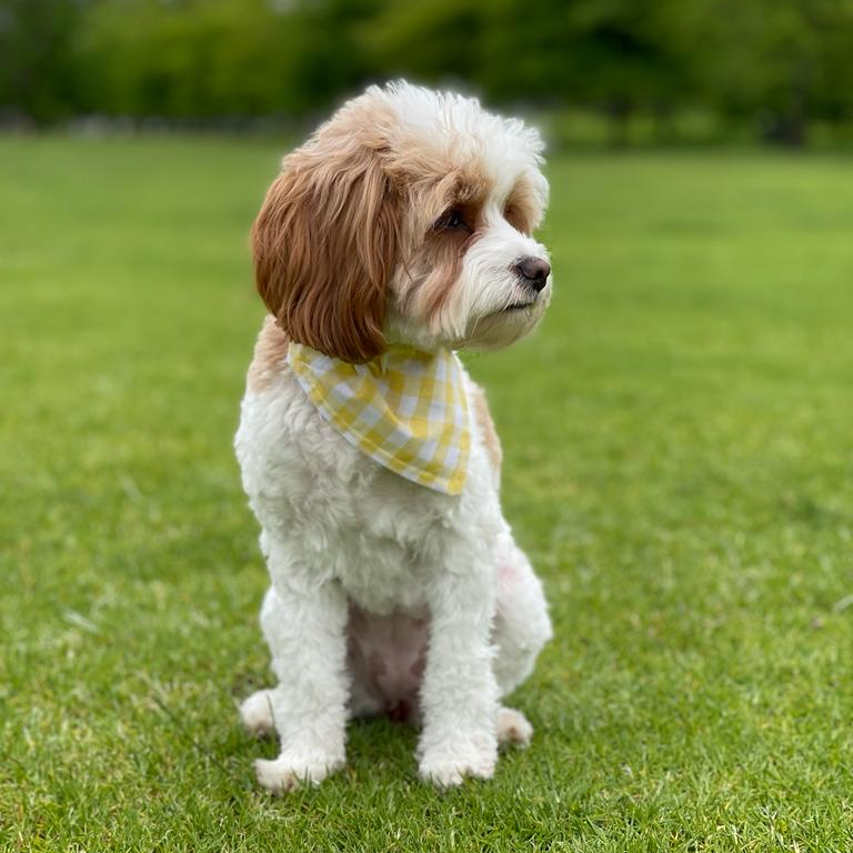 Dog Bandana (Checkered)